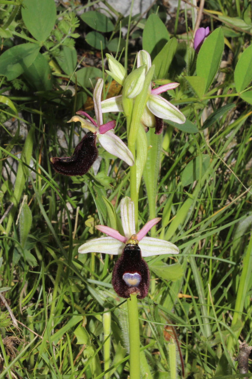 Orchidee dal promontorio del Gargano